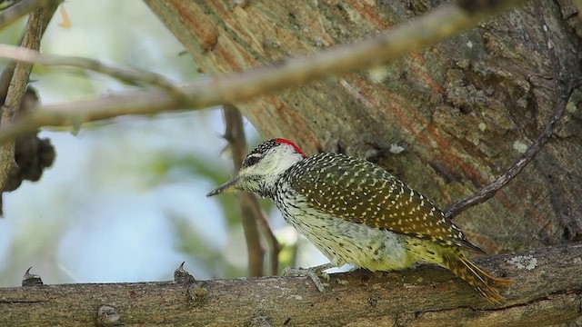 bantuspett - ML637096737