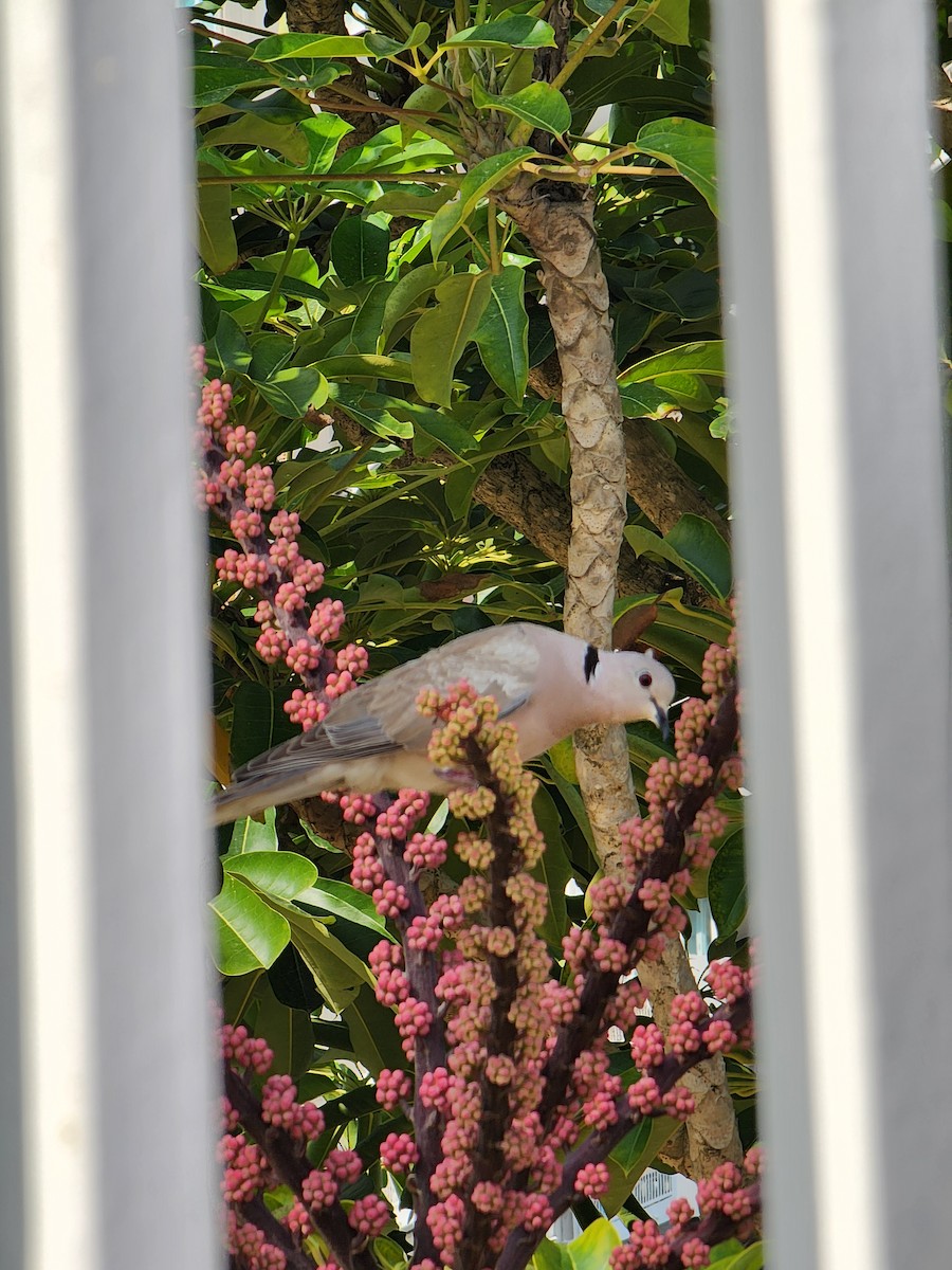 African Collared-Dove - ML637096761