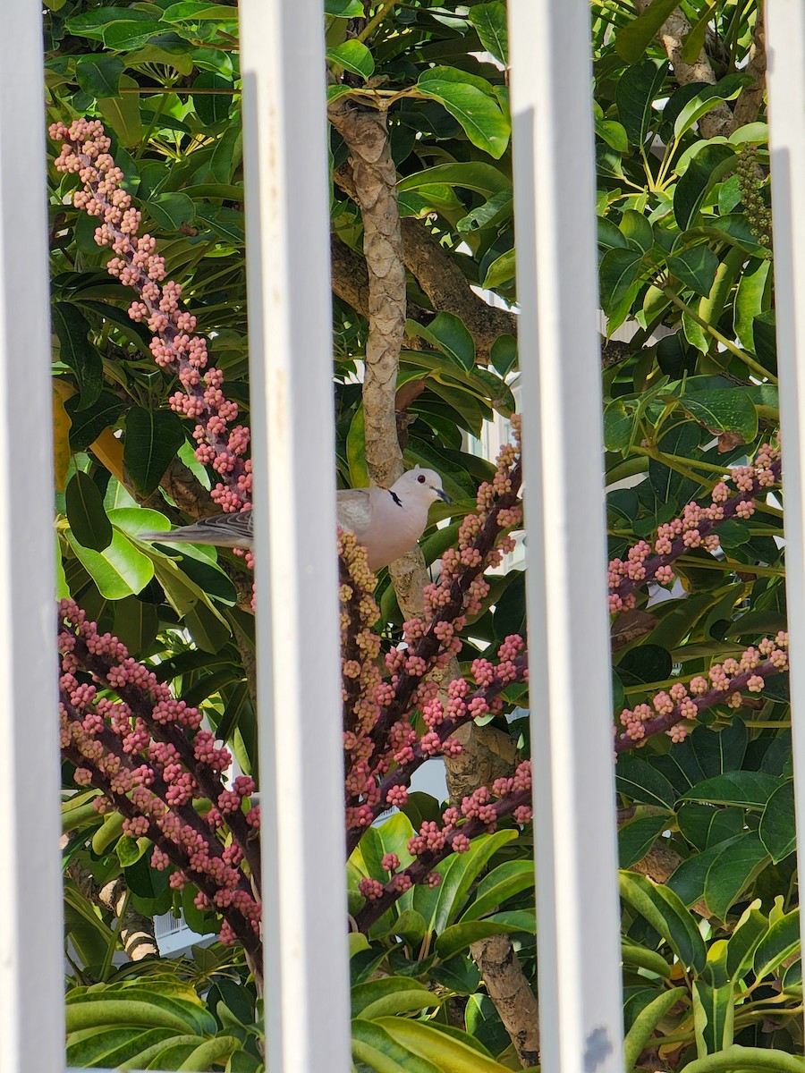 African Collared-Dove - ML637096762