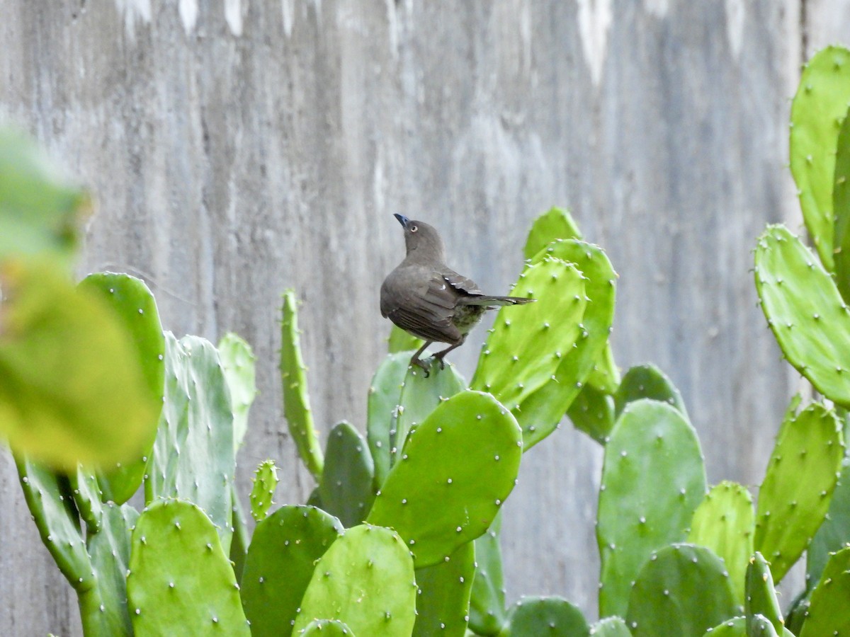Scaly-breasted Thrasher - ML637096795