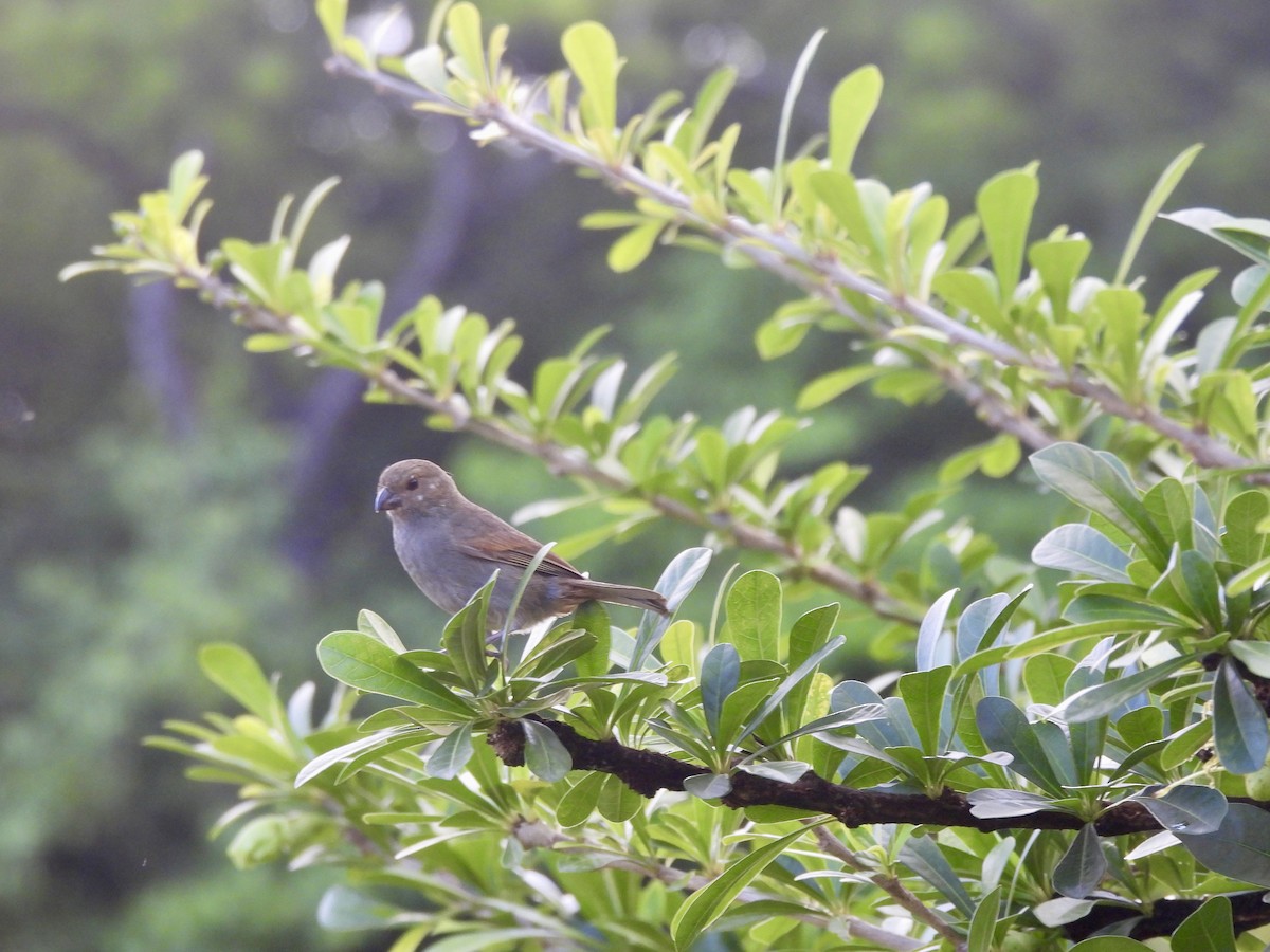 Lesser Antillean Bullfinch - ML637096828