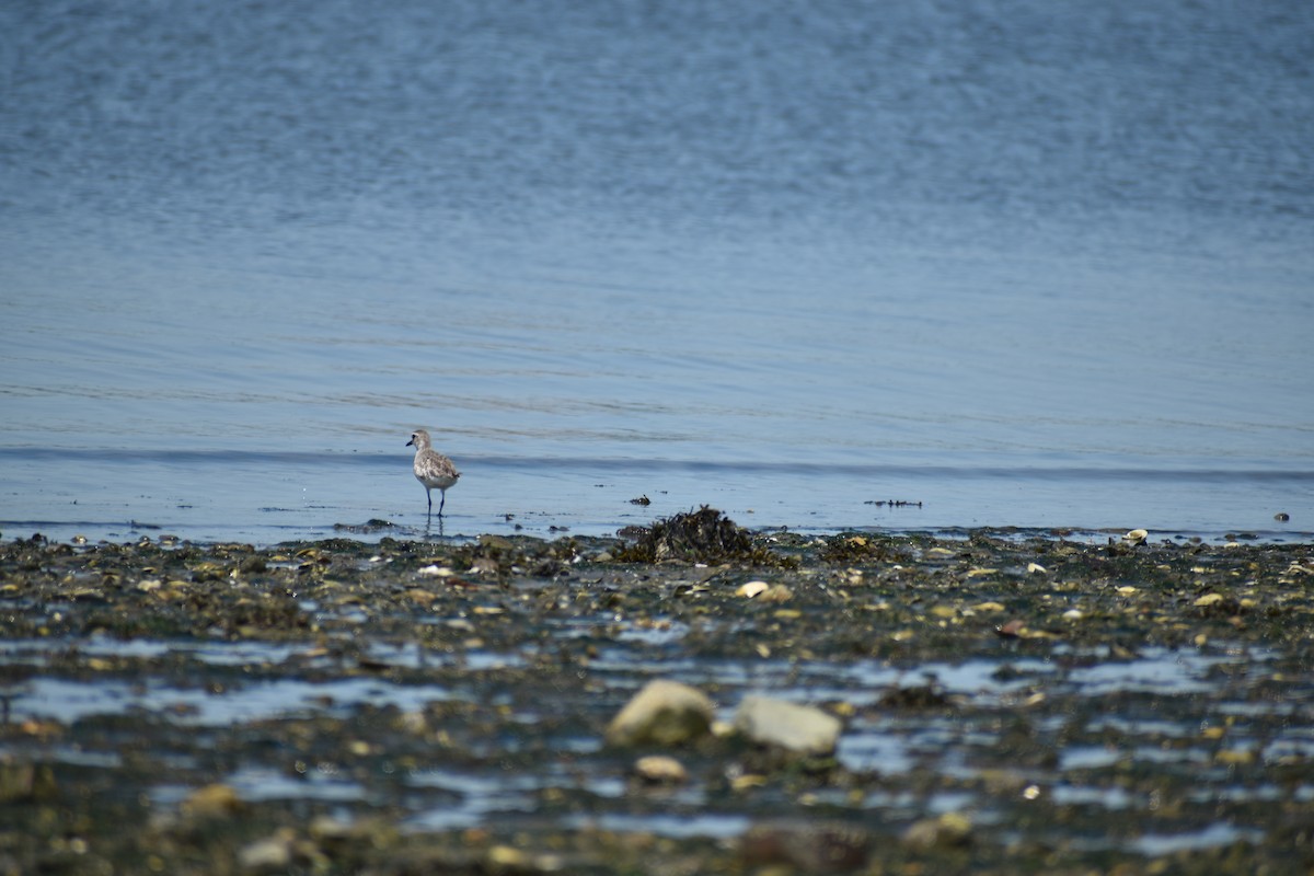 Black-bellied Plover - ML637096829