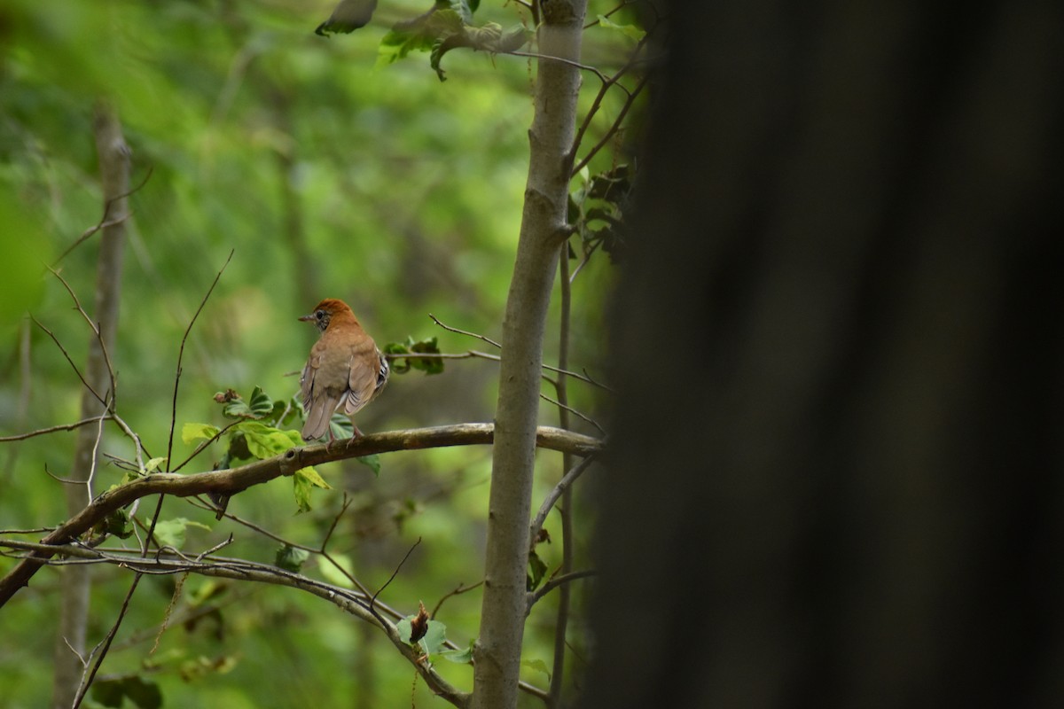Wood Thrush - ML637096862