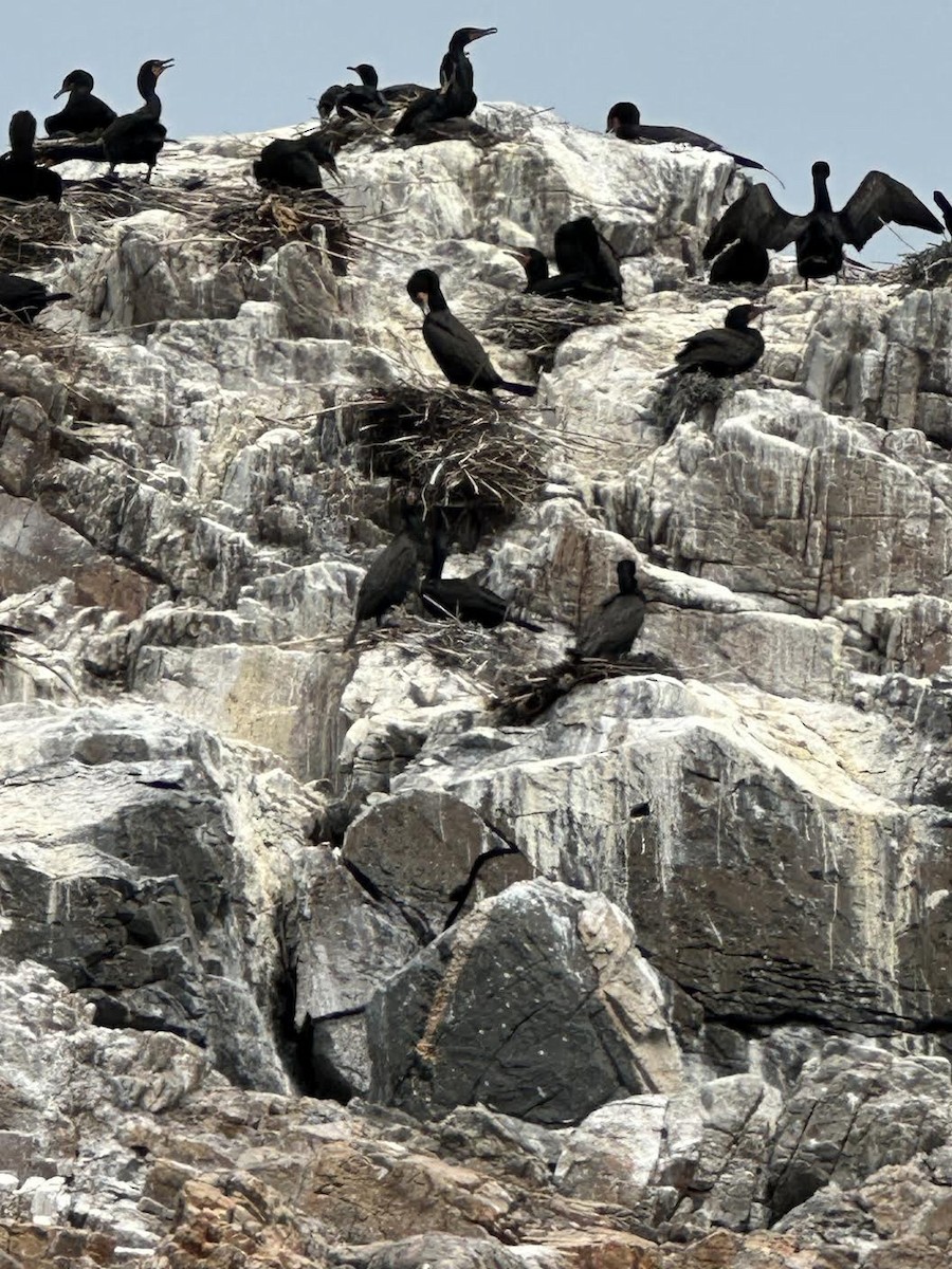 Double-crested Cormorant - ML637096870