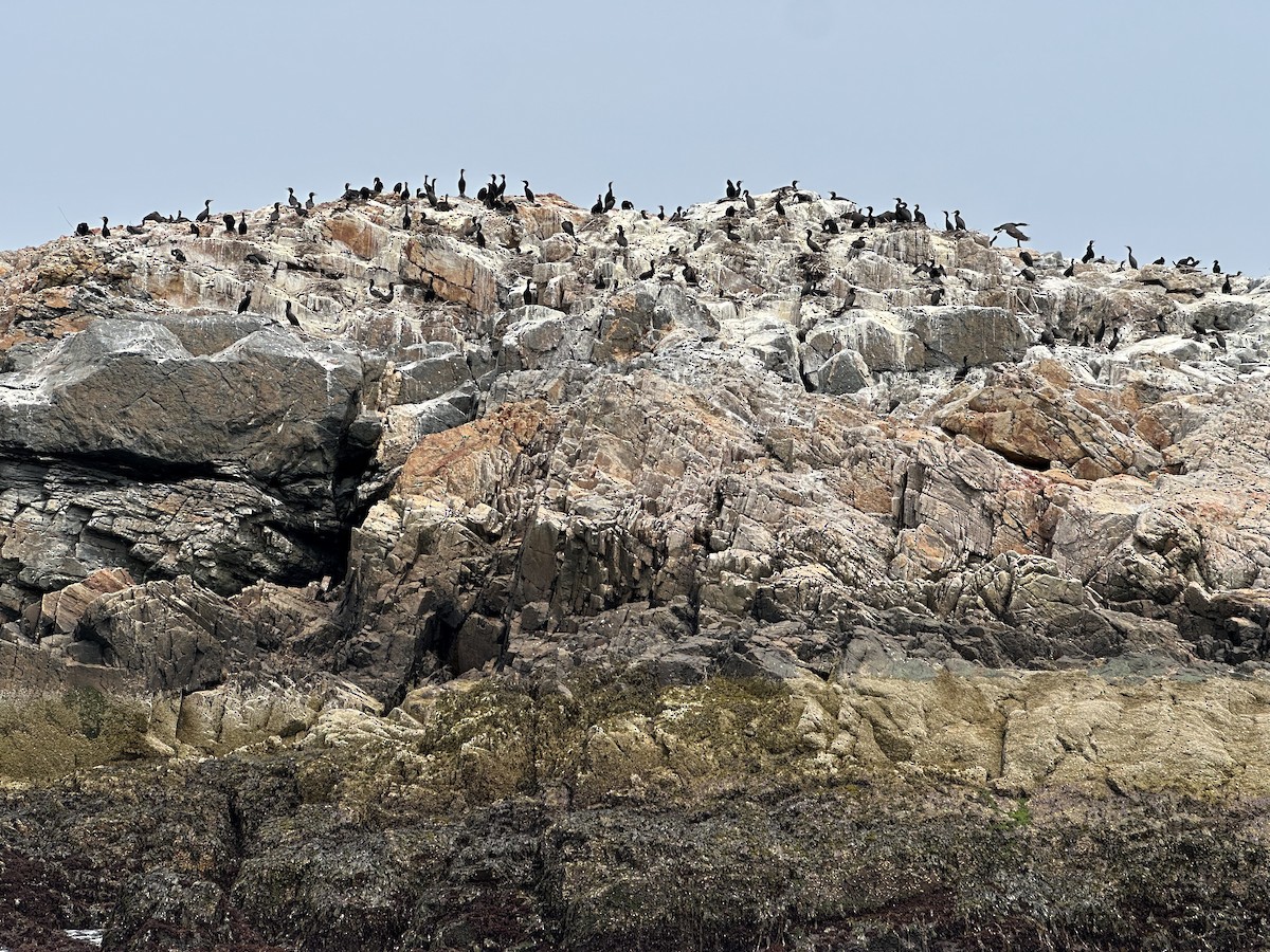 Double-crested Cormorant - ML637096876