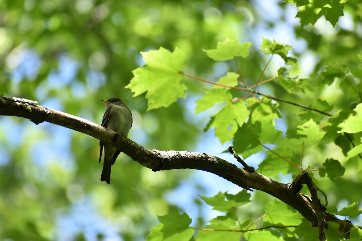Acadian Flycatcher - ML637096888