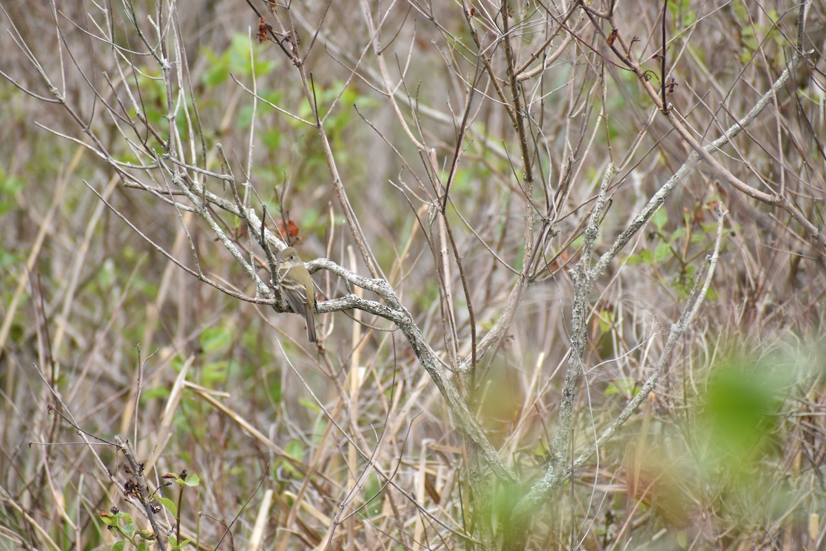 Willow Flycatcher - ML637096902