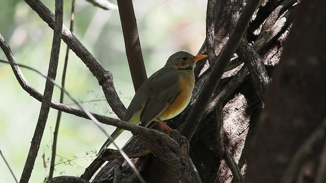 Kurrichane Thrush - ML637096914