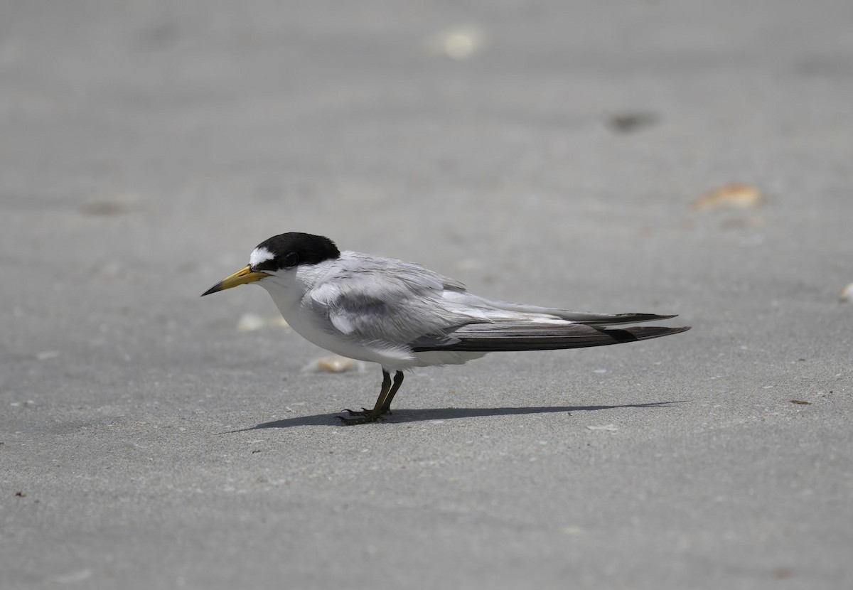 Saunders's Tern - ML637096930