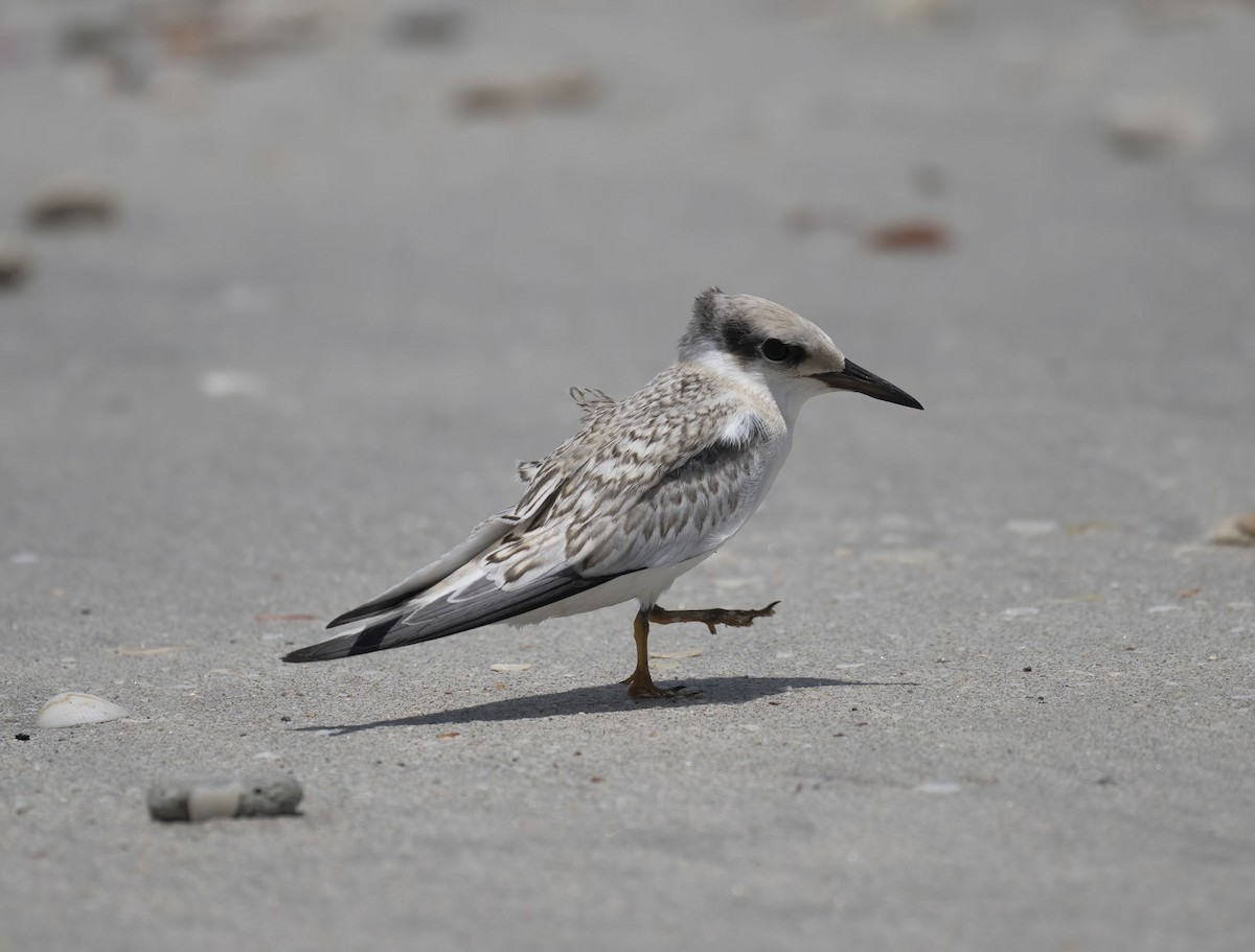 Saunders's Tern - ML637096931