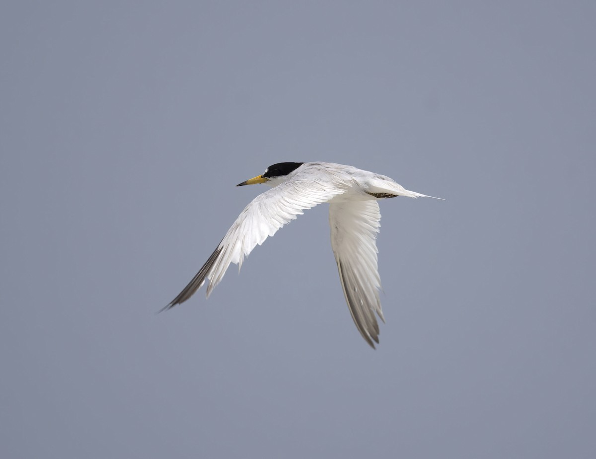 Saunders's Tern - ML637096934