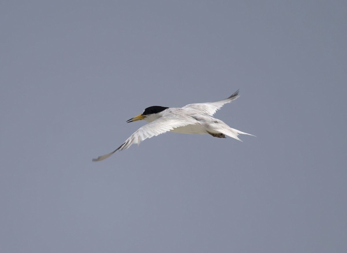 Saunders's Tern - ML637096935