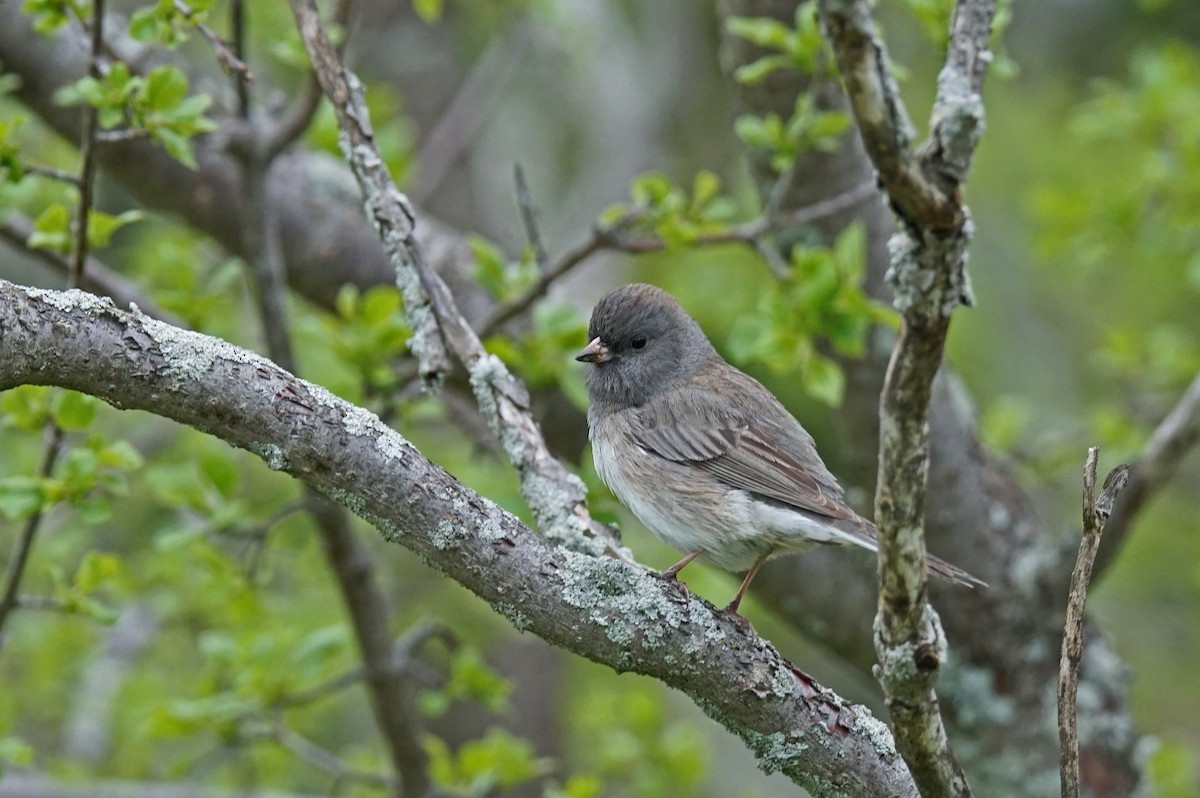 Dark-eyed Junco - ML637096945