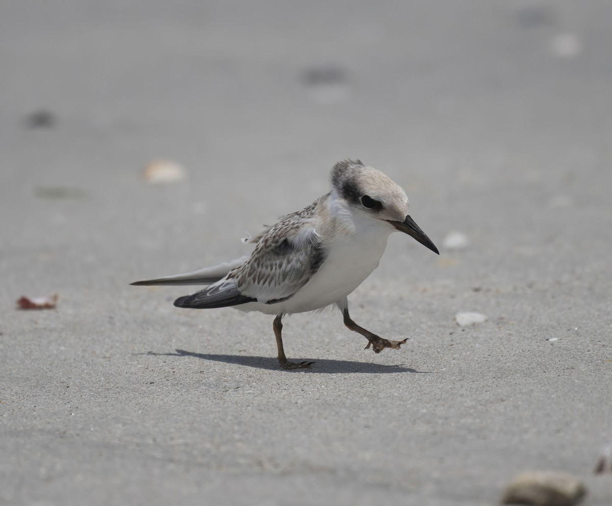 Saunders's Tern - ML637096988