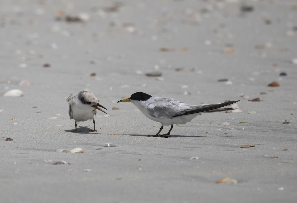 Saunders's Tern - ML637096993