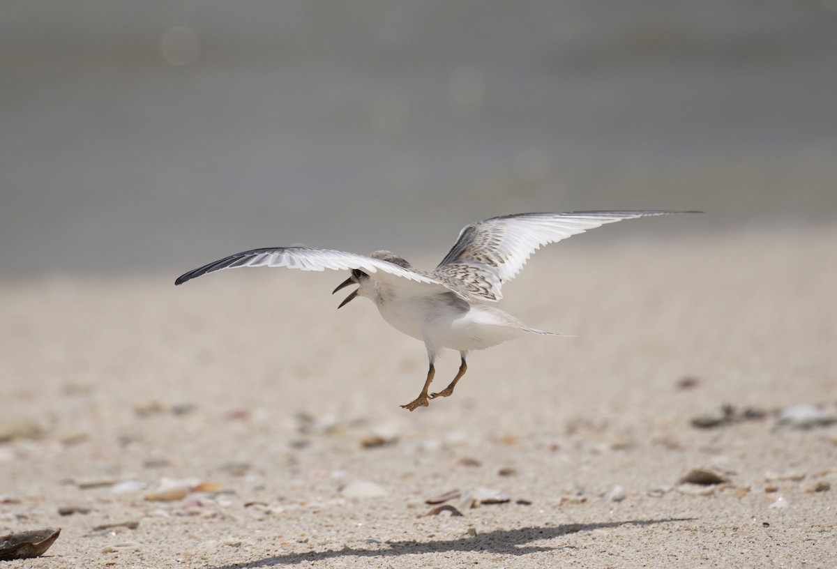Saunders's Tern - ML637096995