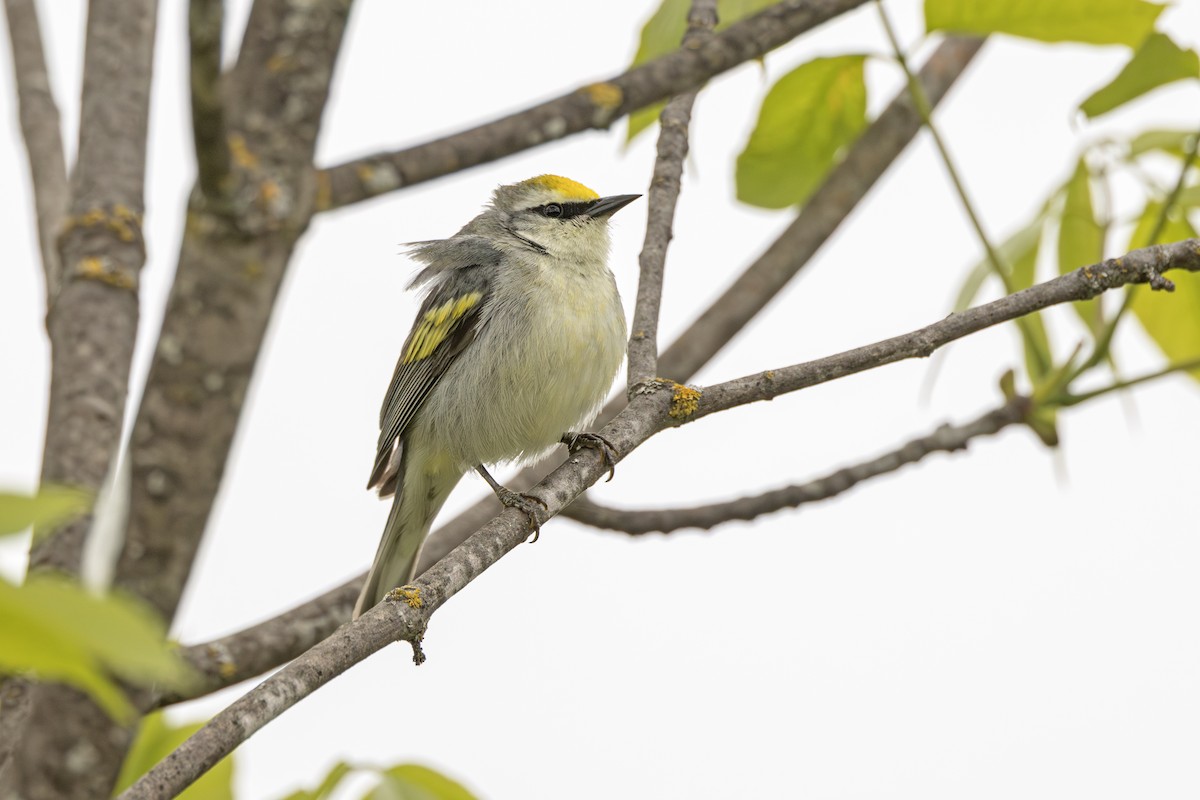 Brewster's Warbler (hybrid) - ML637097007