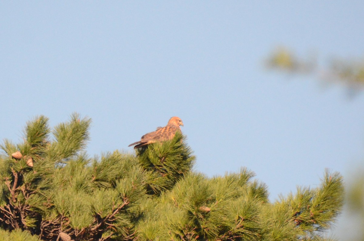 Elgin Buzzard (undescribed form) - ML637097038
