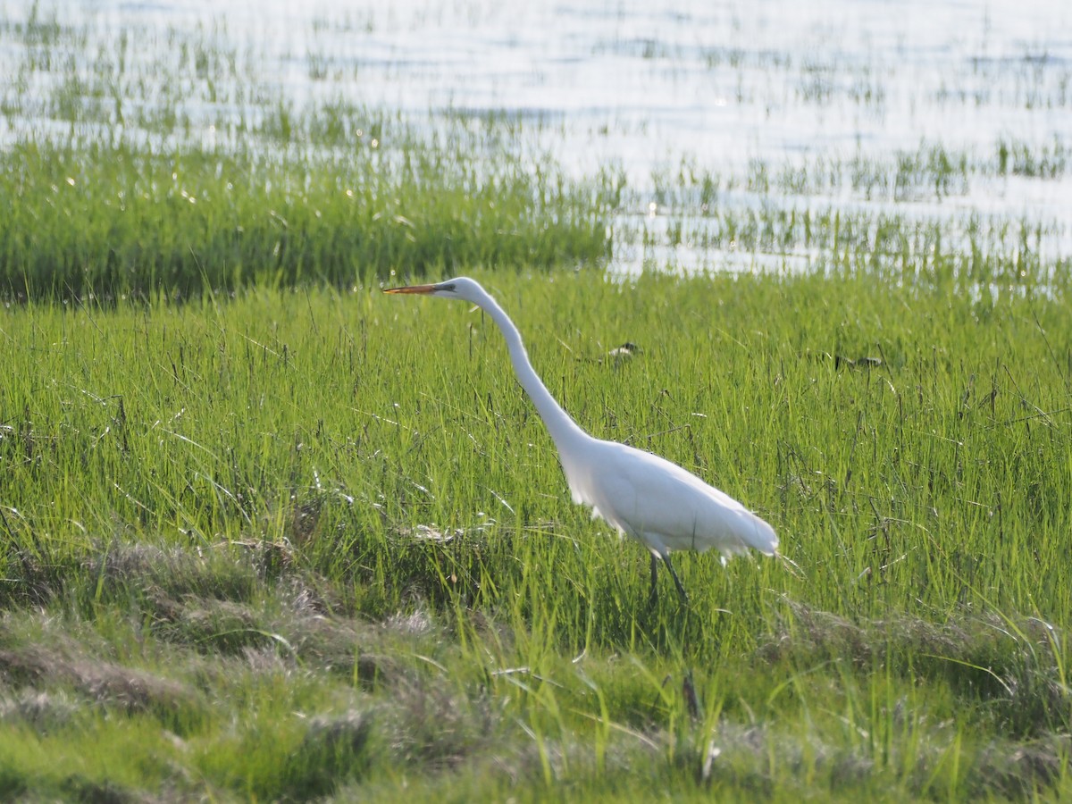 Great Egret - ML637097179