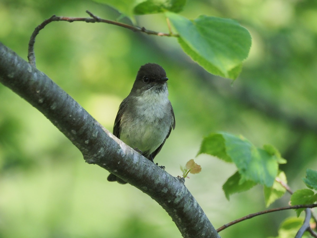 Eastern Phoebe - ML637097188