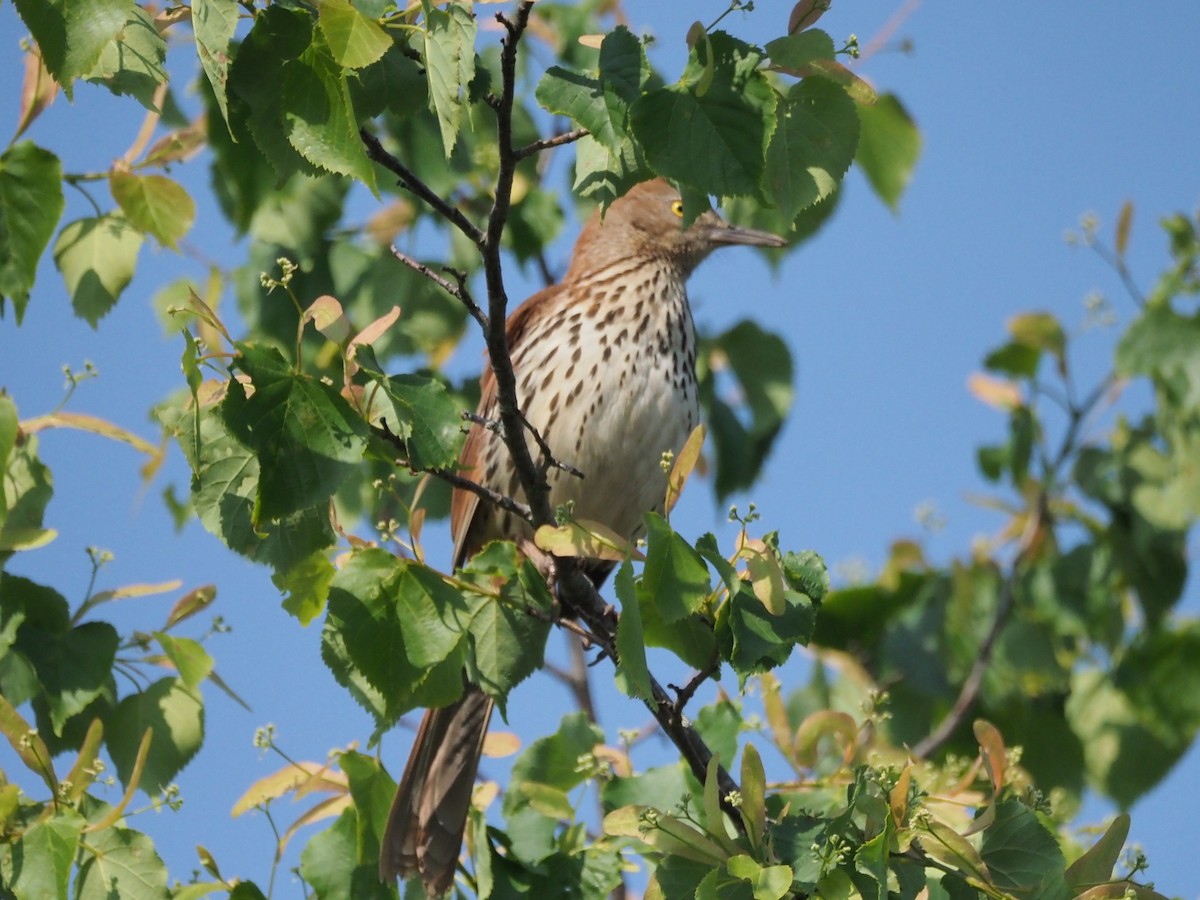 Brown Thrasher - ML637097196