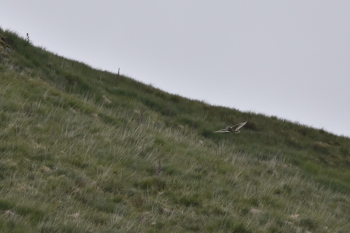 Short-eared Owl - ML637097247