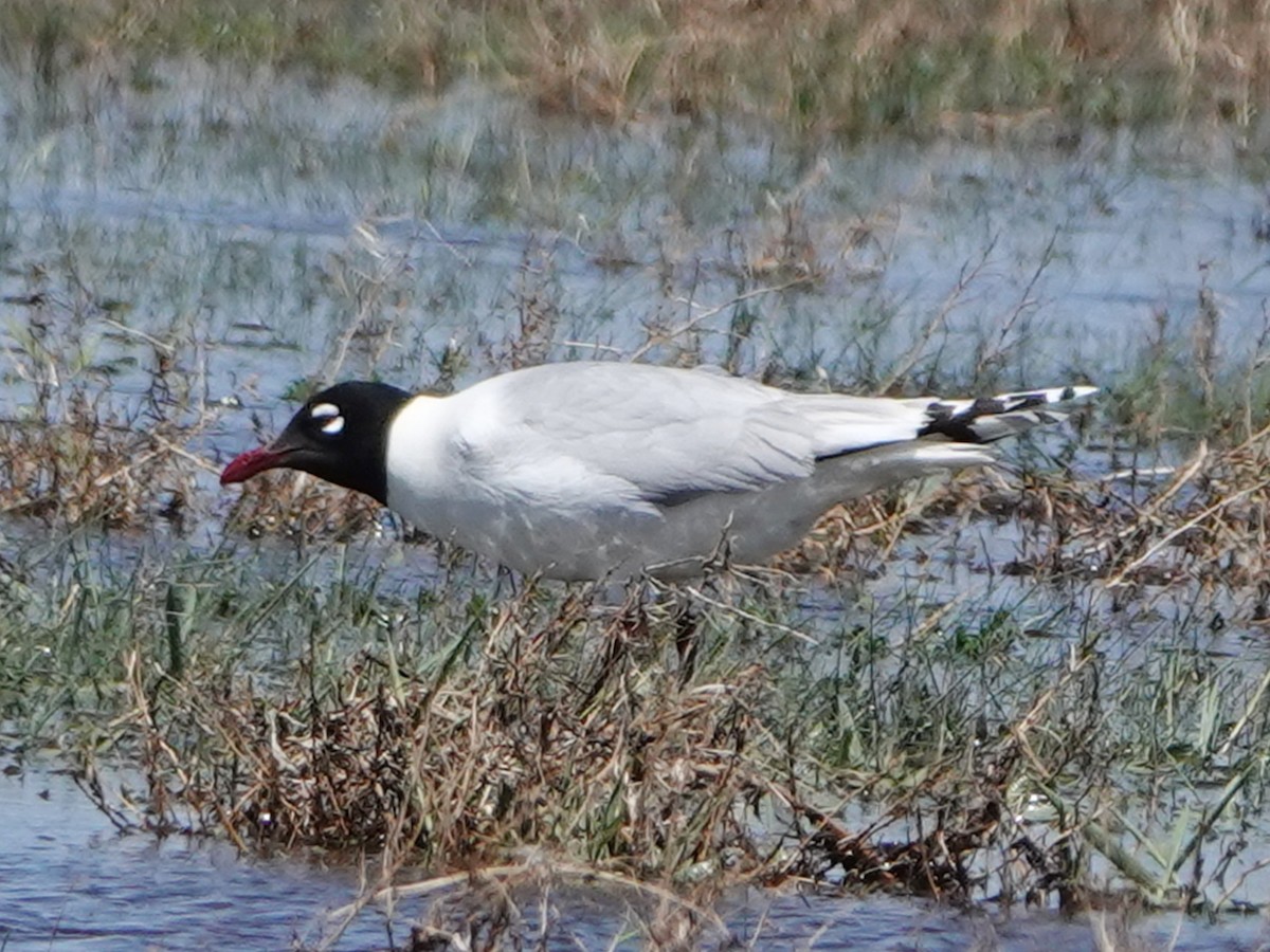 Relict Gull - ML637097250