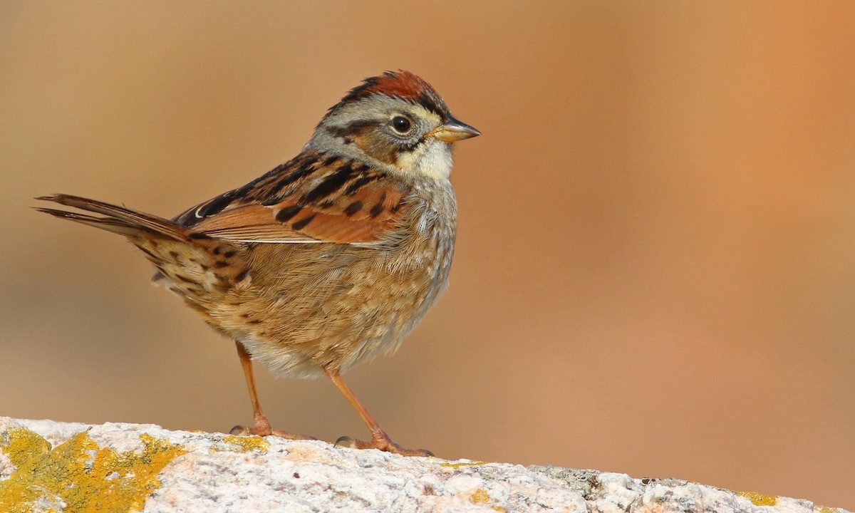 Swamp Sparrow - ML63709731