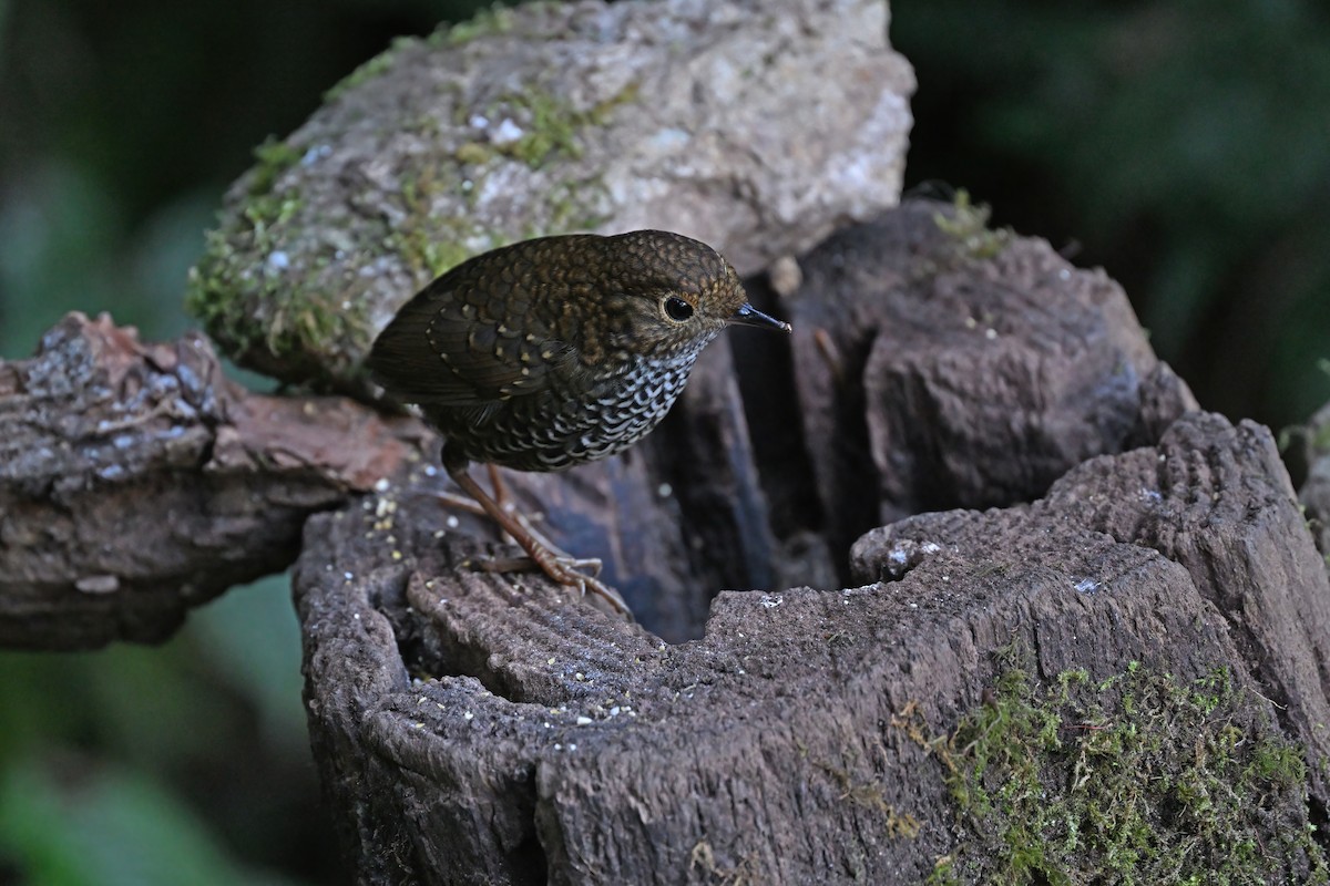 Scaly-breasted Cupwing - ML637097326