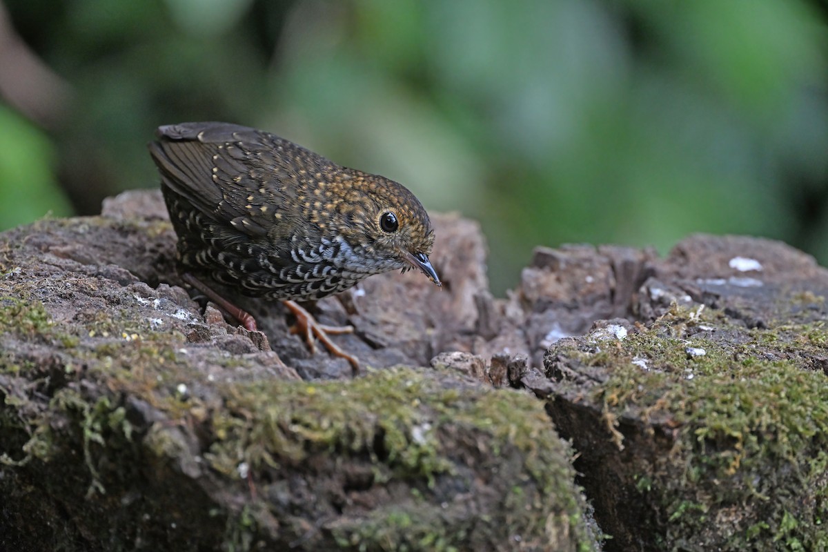 Scaly-breasted Cupwing - ML637097332