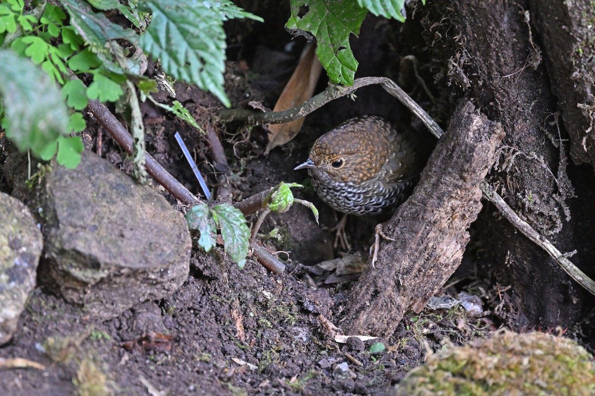 Scaly-breasted Cupwing - ML637097337