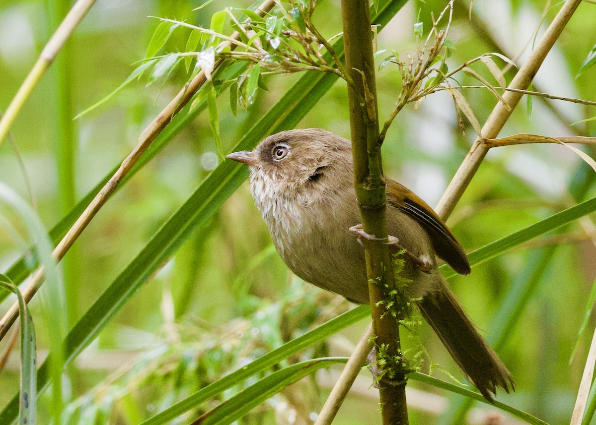 Taiwan Fulvetta - ML637097352