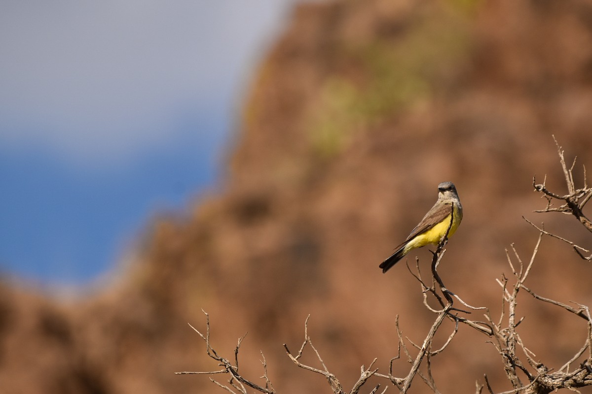 Western Kingbird - ML637097413