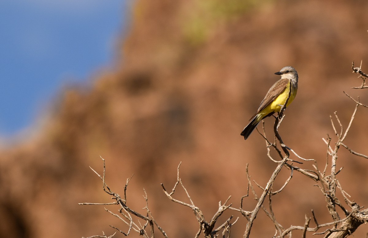 Western Kingbird - ML637097418