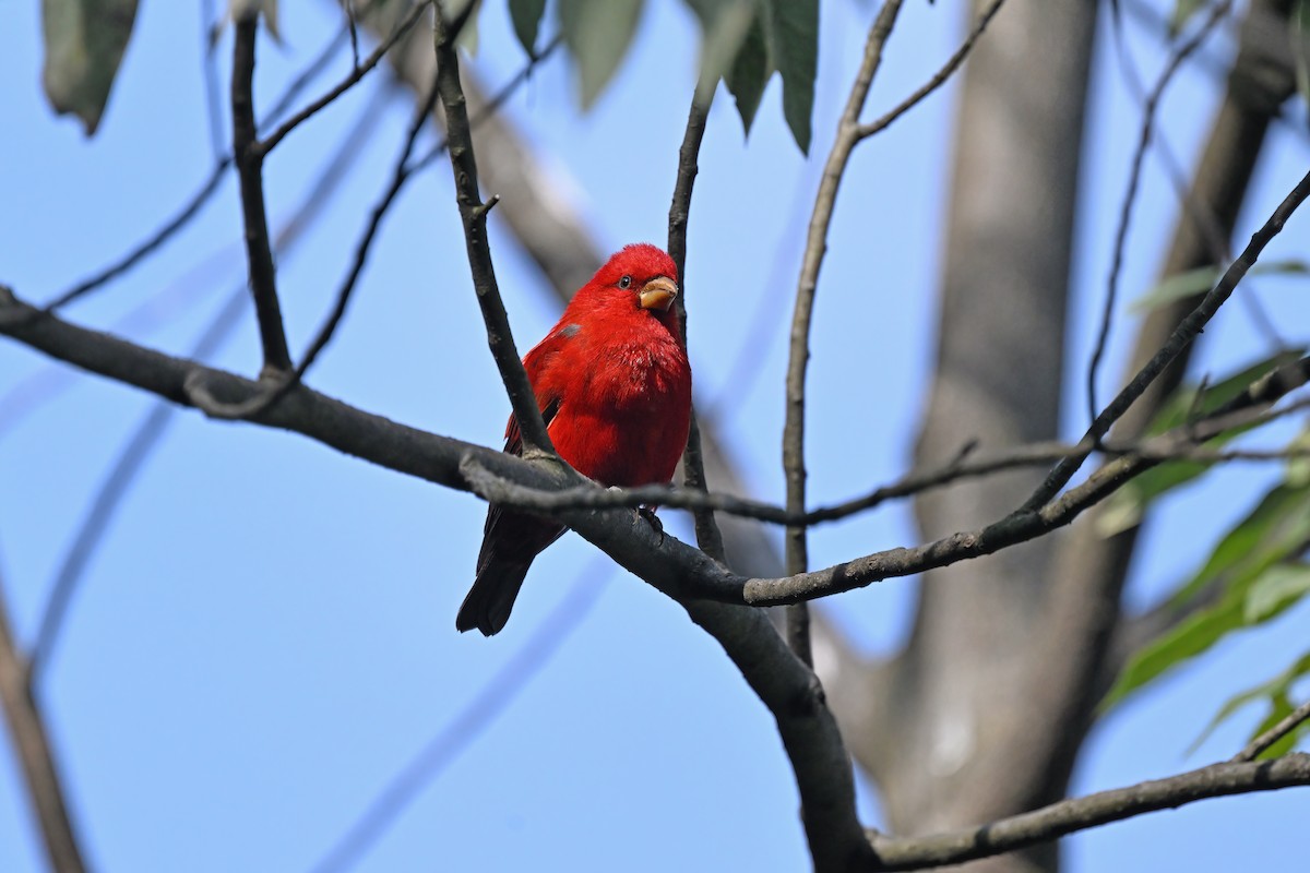 Scarlet Finch - ML637097432