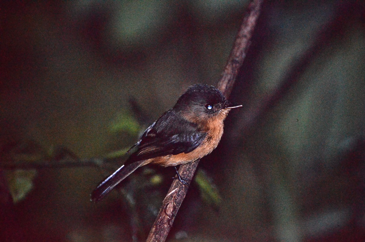 Lesser Antillean Pewee - ML637097433