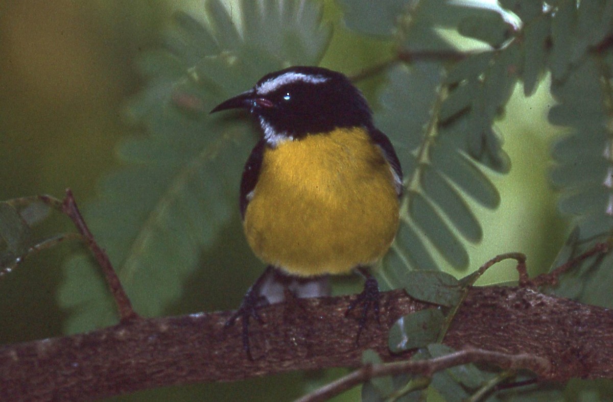 Bananaquit - ML637097437