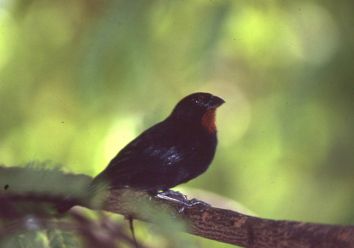 Lesser Antillean Bullfinch - ML637097440