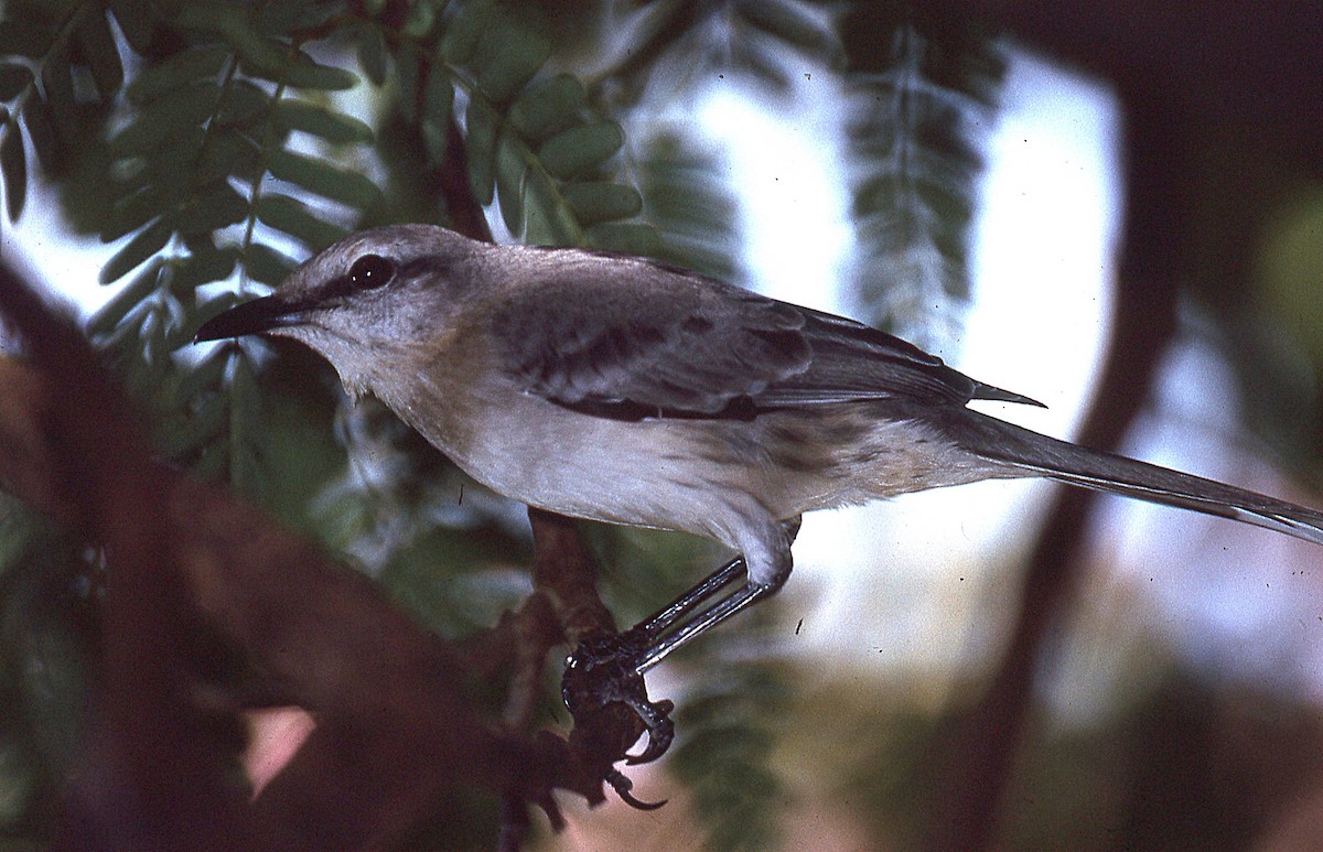 Tropical Mockingbird - ML637097445