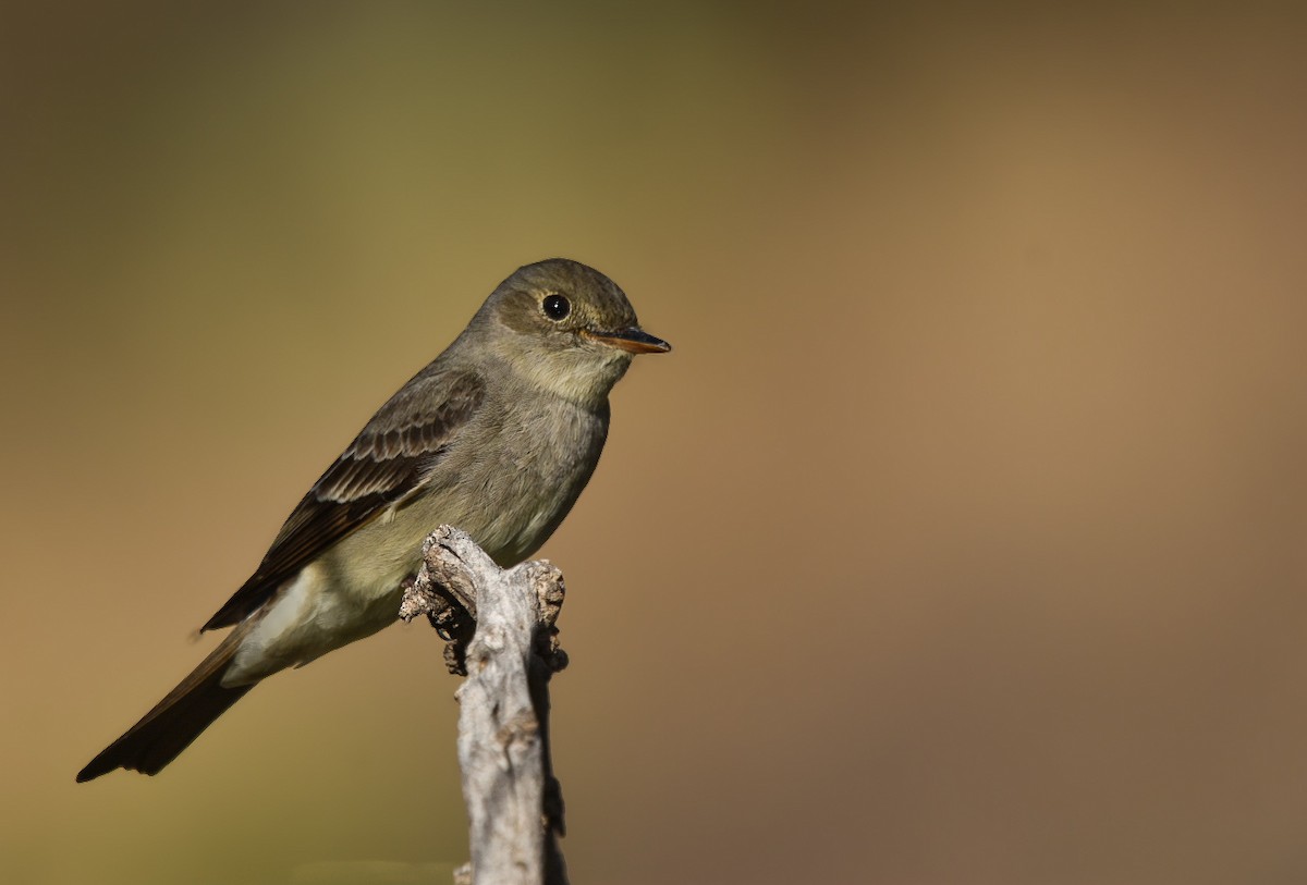 Western Wood-Pewee - ML637097469