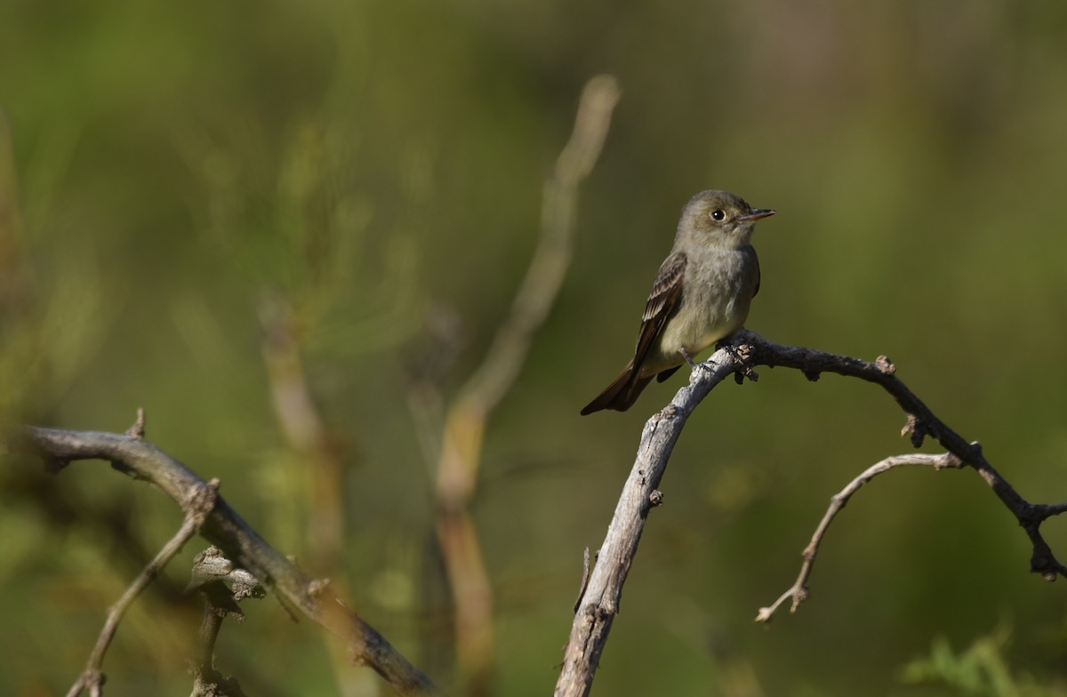 Western Wood-Pewee - ML637097470