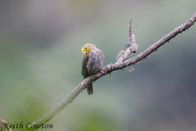 Yellow-rumped Honeyguide - ML637097535