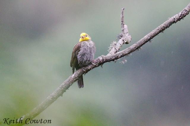 Yellow-rumped Honeyguide - ML637097536