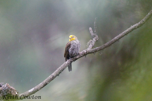 Yellow-rumped Honeyguide - ML637097537