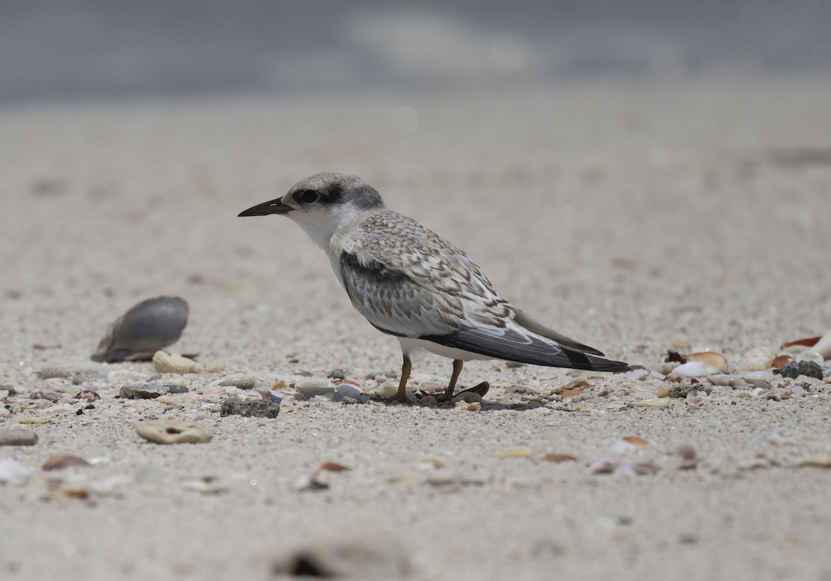 Saunders's Tern - ML637097558