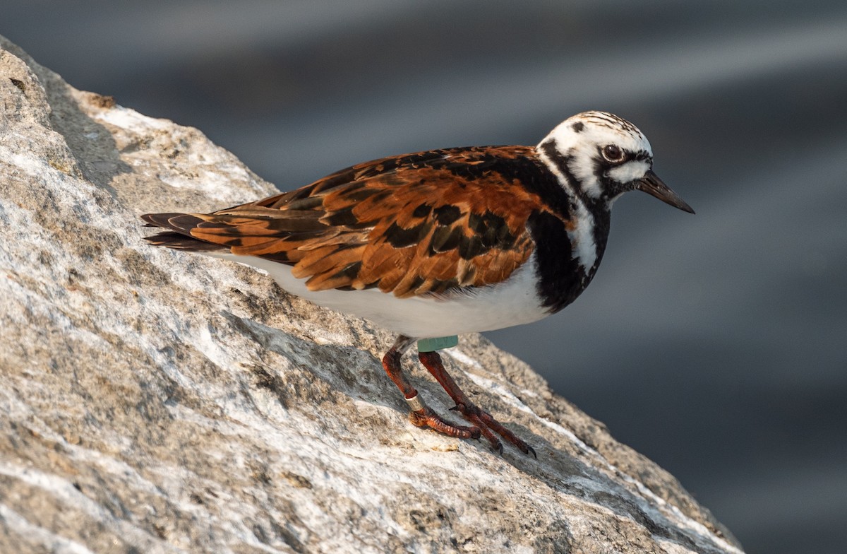 Ruddy Turnstone - Karen Lee Lewis