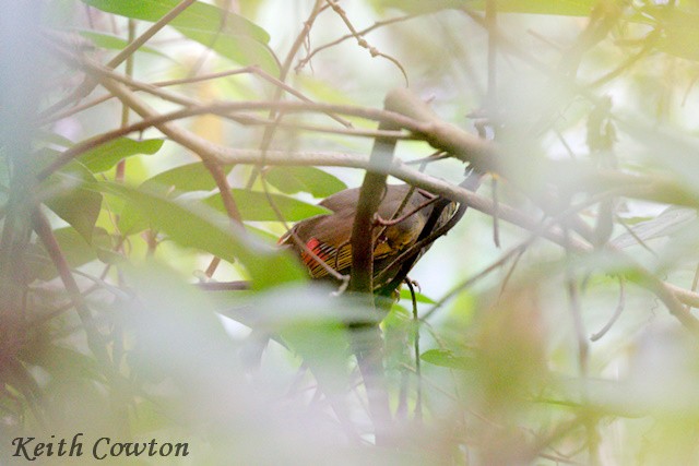 Bugun Liocichla - ML637097684