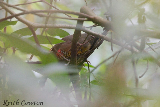Bugun Liocichla - ML637097685