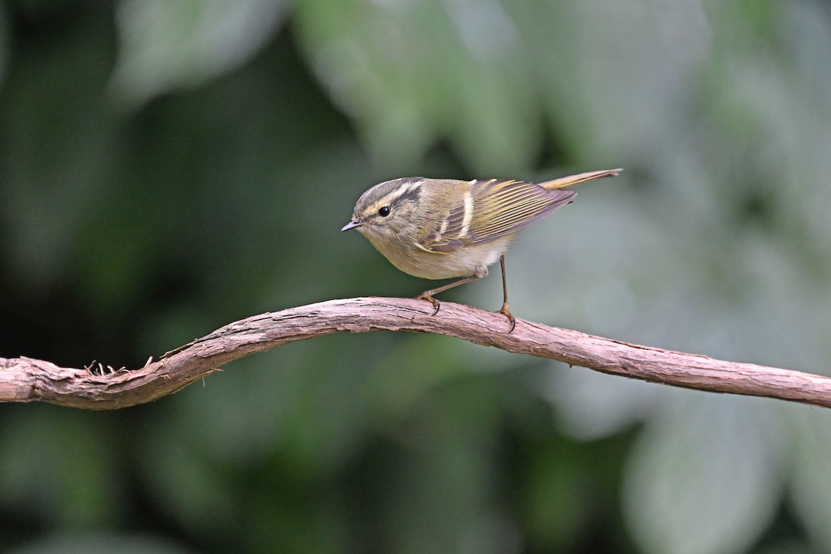 Sichuan Leaf Warbler - ML637097753