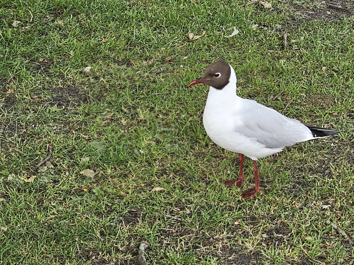 Black-headed Gull - ML637097764